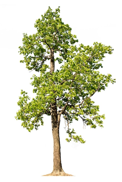 Big tree isolated on white background with clipping paths