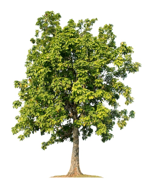 Big tree isolated on white background