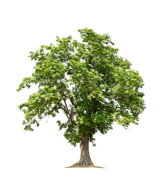 Big tree isolated on white background