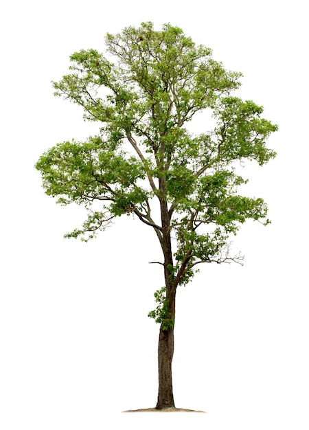 Big tree isolated on white background