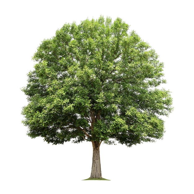 Big tree isolated