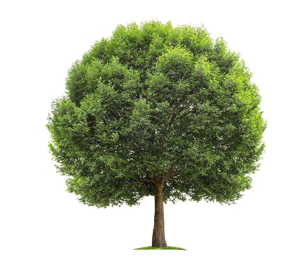 Big tree isolated