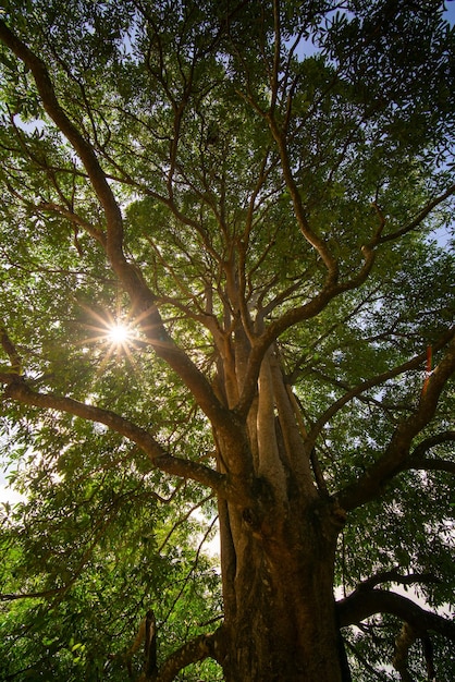 big tree light through the leaves green background