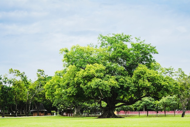 Big tree in midst of Ruin of Historical park, world heritage of Thailand