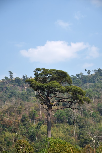 Big tree on mountain and sky background