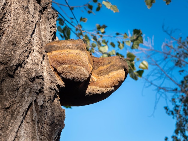 Big tree mushrooms growing on an old tree trunk Woodland mushrooms