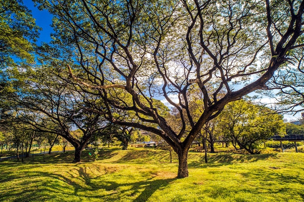 big tree in Park