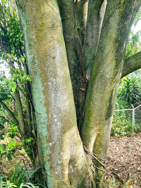 Big tree in the park