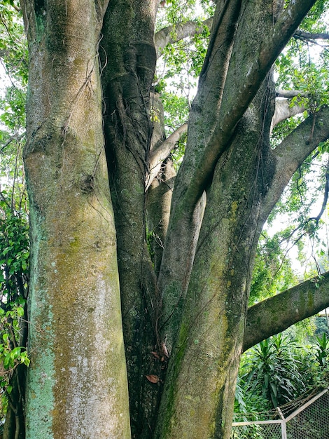 Big tree in the park