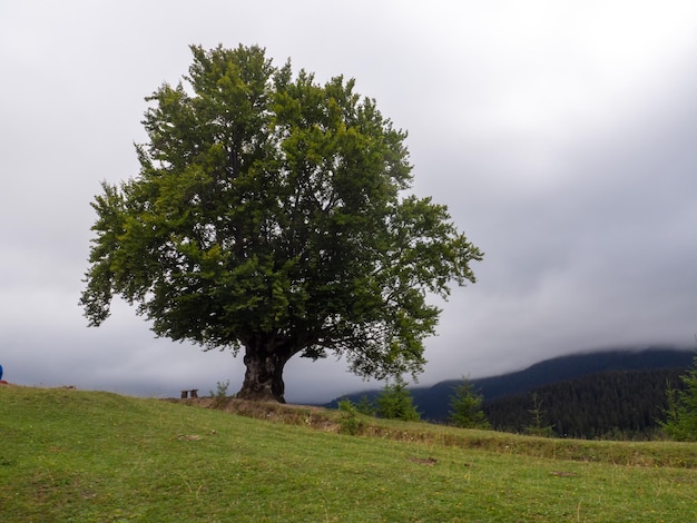 Big tree and road in the mountains