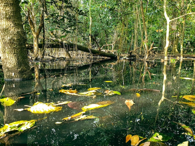 The big tree that grows above the swamp