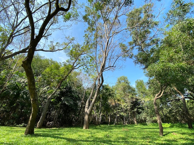 Under big tree with and green field with nature sunlight background