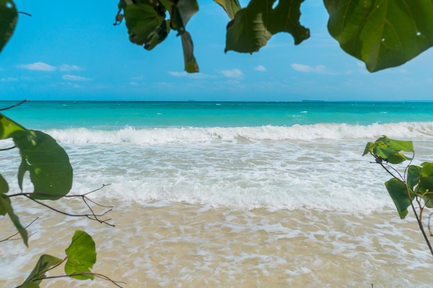 Big tree with green leaf shadow over the white sand