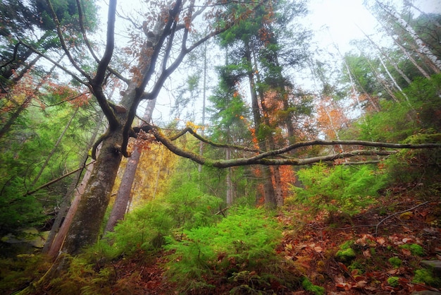 Big tree with long branches in the middle of a magical autumn forest