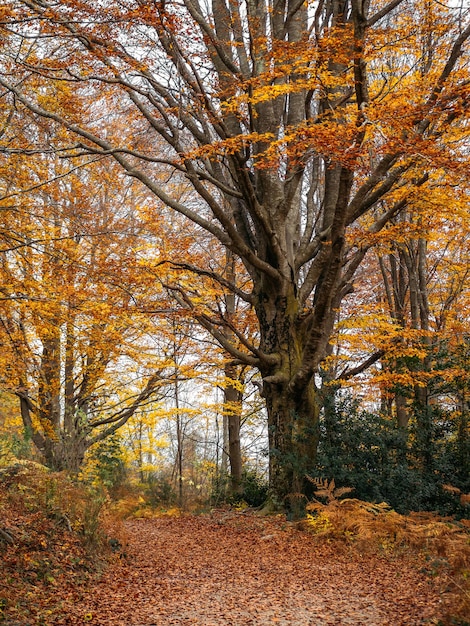 Big tree with orange leaves on the pathway through the forest at autumn landscape