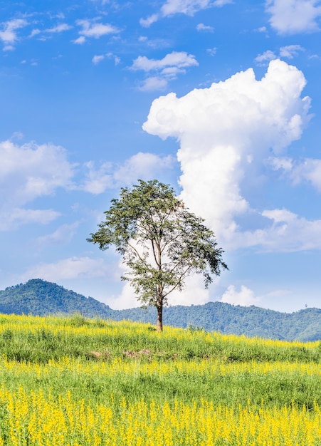 Big tree in yellow flower fields with blue sky