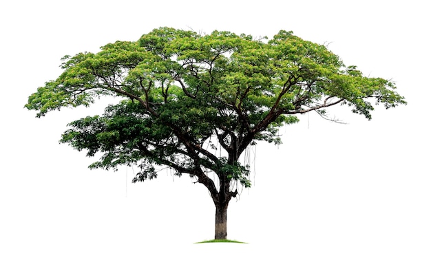 Big tropical tree isolated on a white background. File contains with clipping path so easy to work.