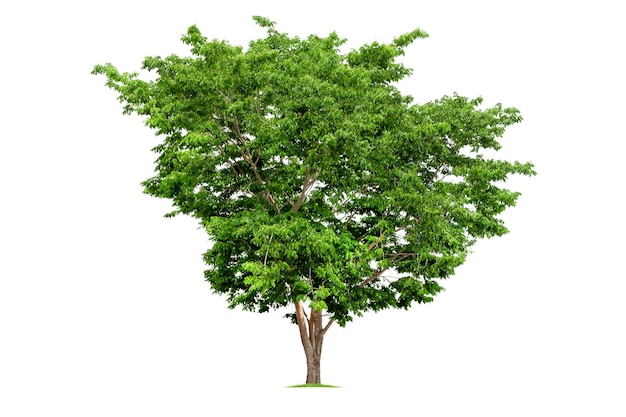 Big tropical tree isolated on a white background. File contains with clipping path so easy to work.