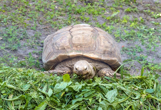 The big turtle eats green grass Closeup of an animal on the lawn Turtles care and treatment concept