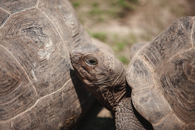 Big turtle put her head on the shell