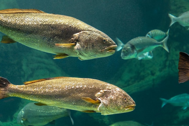 Big various fishes swimming in sea aquarium