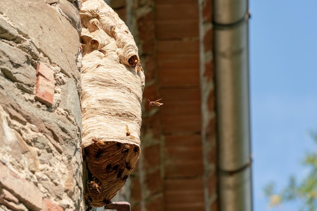 Big wasp nest on old wall