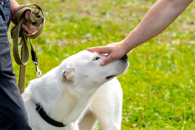 Big white alabai dog near the owner, another man strokes the dog with his hand