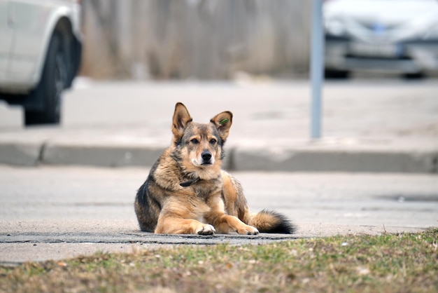 Big white and brown dog laying on asphalt street or road near car waiting for owner