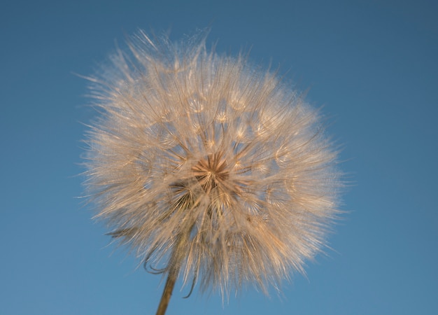 Big white dandelion against the blue sky