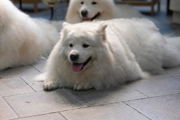 Big white dog lying on the background