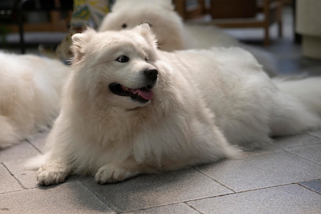 Big white dog lying on the background