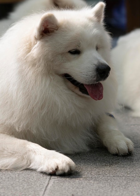 Big white dog lying on the background