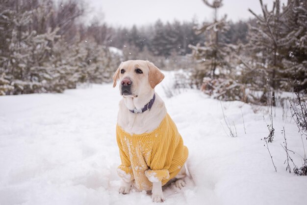 Big white dog in a yellow sweater