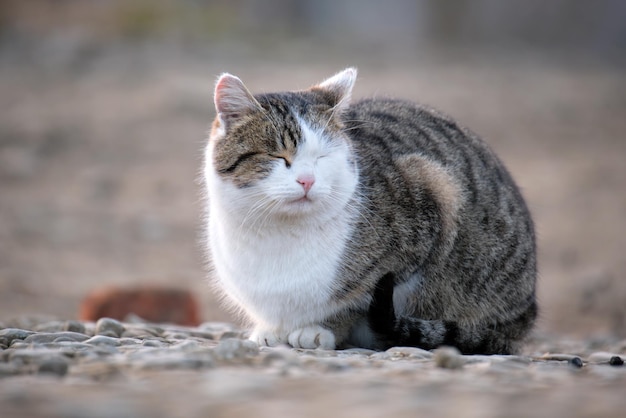 Big white and gray cat resting on steet outdoors