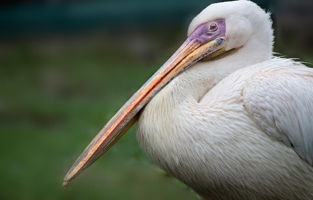 Big white pelican on the background of green grass closeup selective focus