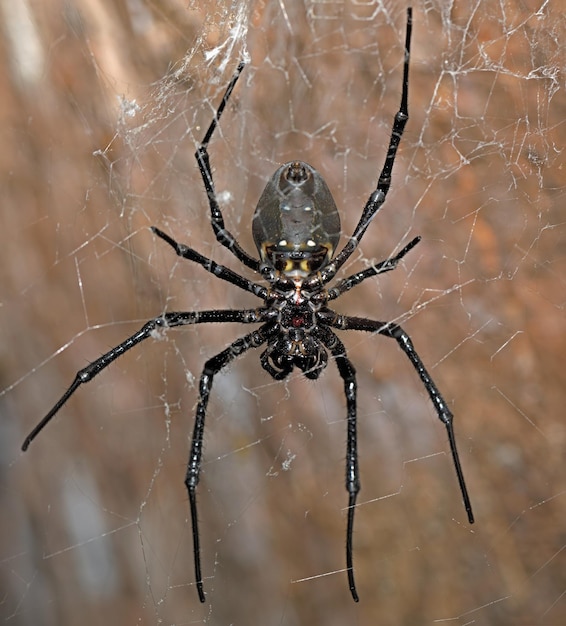 Photo big white spider nephilengys livida madagascar