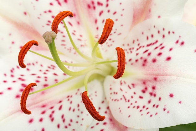 Big whitepink flower of oriental lily isolated on white background