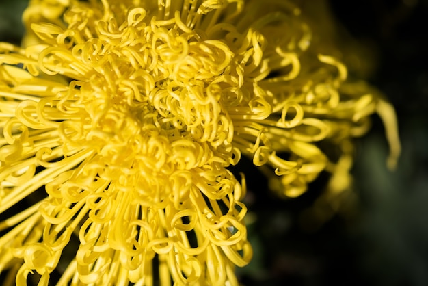 Big yellow chrysanthemums in the park