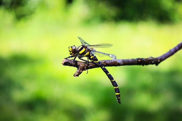 Big yellow dragonfly resting on a branch