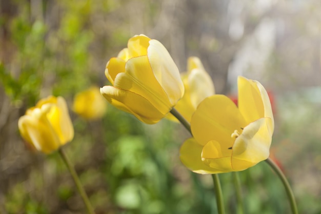 Big yellow tulips in sunlight spring blossoming bokeh flower background pastel and soft floral card