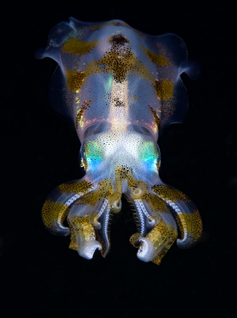 Photo bigfin reef squid hunts at night. sea life of bali, indonesia.