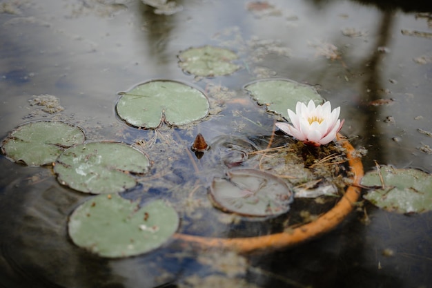 A bike with a basket on it sits in a pond with water lilies.