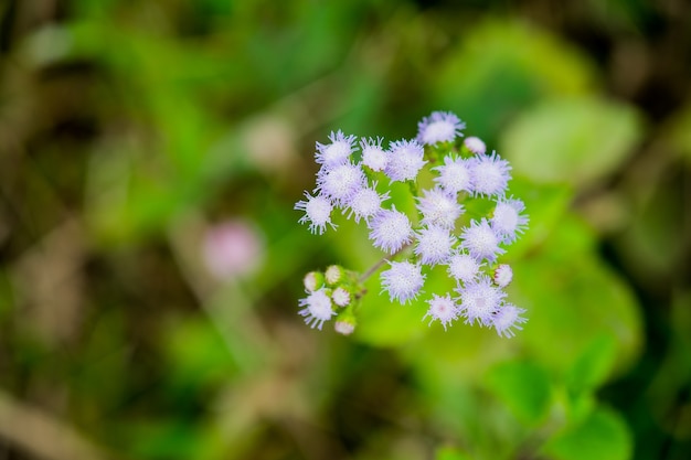 Billy goat weed or Ageratum conyzoides in white color with green background