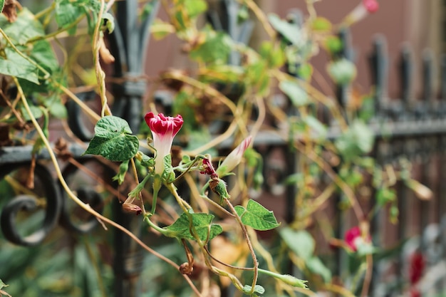 Bindweed flower on the fence of the old church selective focus on the bud blurred background with space for text Old city