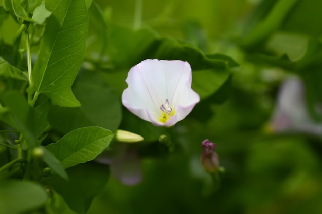 Bindweed white flowers Convolvulus arvensis European bindweed Creeping Jenny Possession vine plant