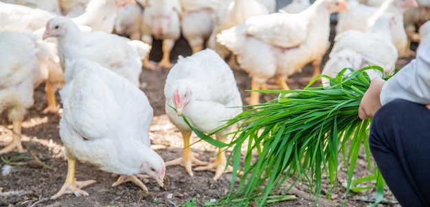 Bio chickens on a home farm a children.