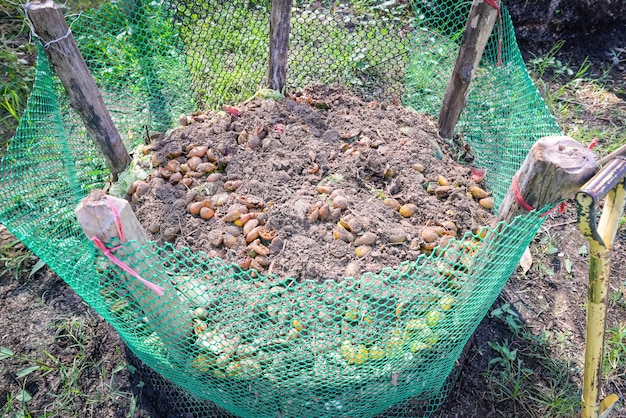 Bio composting Fresh biowaste and compost in the garden with food waste and fruit mixed with soil for use as fertilizer in growing crops