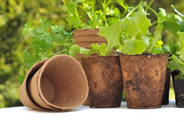 Biodegradable pots