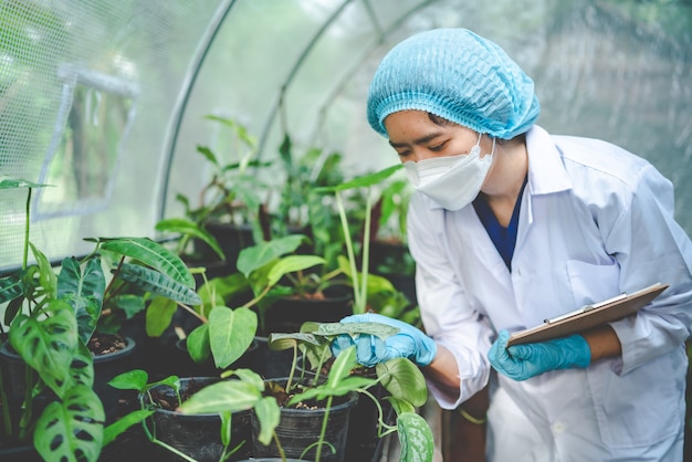 Biology scientist working to research a growth plant in agriculture greenhouse, nature organic science technology or biotechnology in botany laboratory, people examining vegetable for food industry