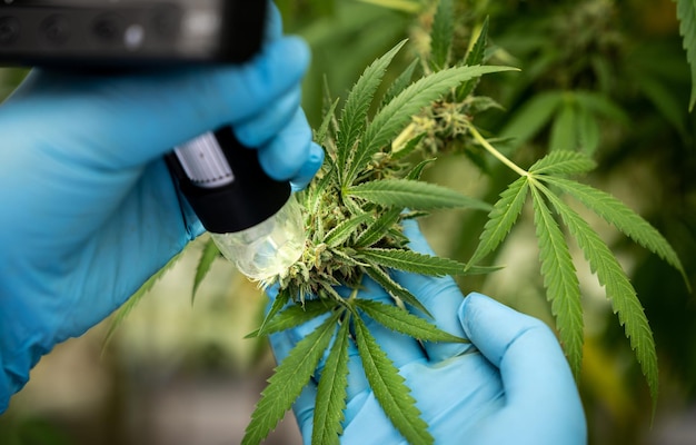 Biotechnology scientist chemist use microscope to analyze CBD in curative cannabis farm before harvesting to produce cannabis products